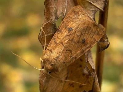 Agrochola (Sunira) circellaris