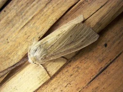 Rhizedra lutosa