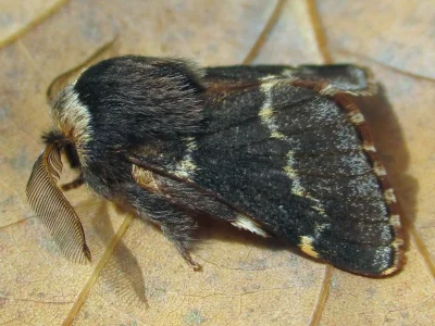 Poecilocampa populi