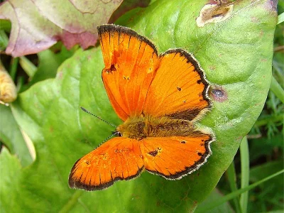 Lycaena (Heodes) virgaureae