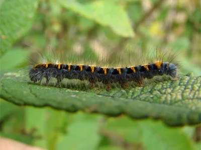 Lasiocampa (Lasiocampa) quercus