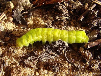 Phlogophora meticulosa