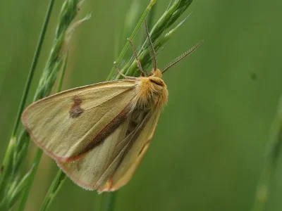 Diacrisia sannio