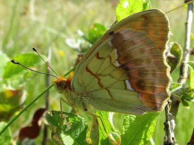 Argynnis (Argyronome) laodice