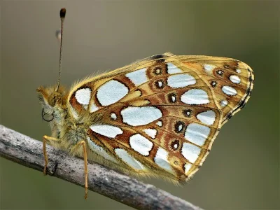 Issoria lathonia