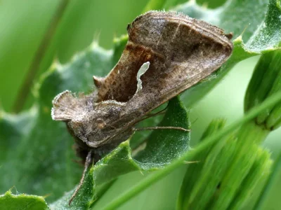 Macdunnoughia (Macdunnoughia) confusa