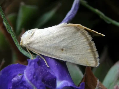 Aegle kaekeritziana