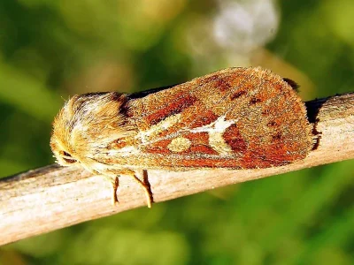 Cerapteryx graminis