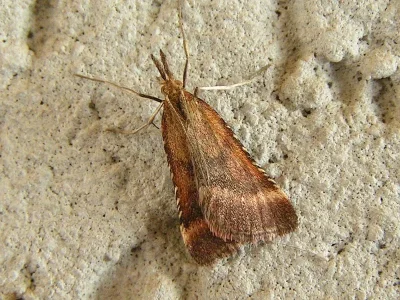 Synaphe punctalis