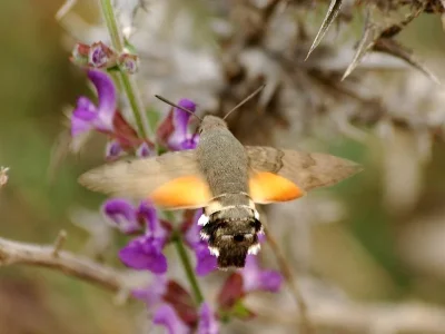 Macroglossum stellatarum