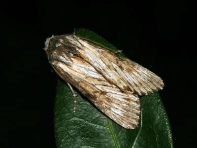 Aporophyla (Aporophyla) australis