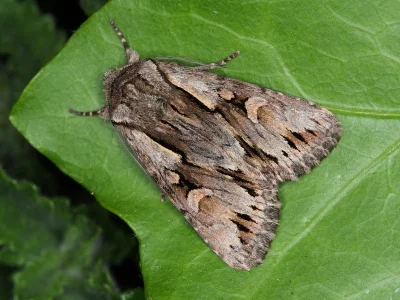 Chloantha hyperici