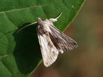 Calophasia platyptera