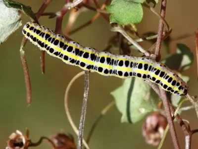 Calophasia platyptera