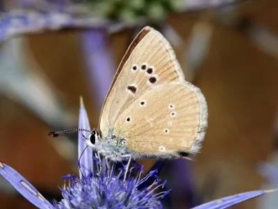 Polyommatus (Agrodiaetus) virgilia
