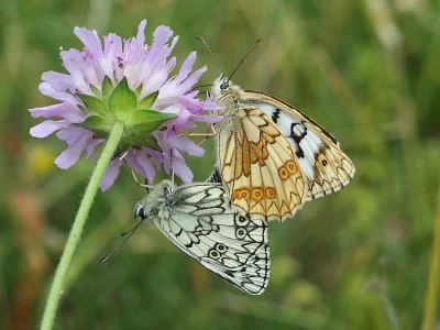 Melanargia (Melanargia) russiae