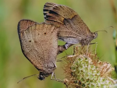 Maniola jurtina