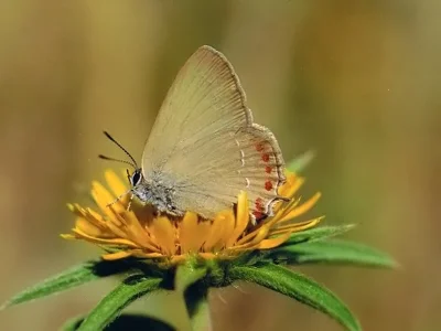 Satyrium (Nordmannia) esculi