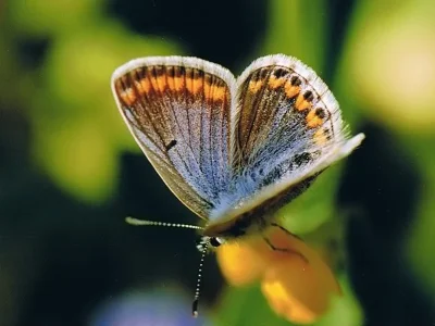 Polyommatus (Polyommatus) icarus