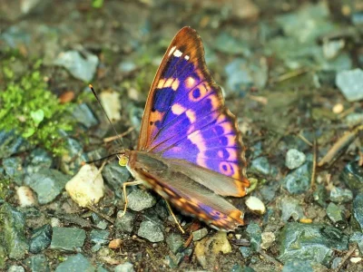 Apatura ilia