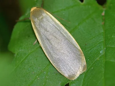Eilema (Collita) griseola