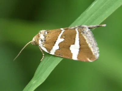 Deltote bankiana