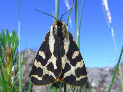 Arctia plantaginis