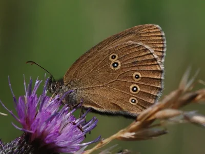 Aphantopus hyperantus
