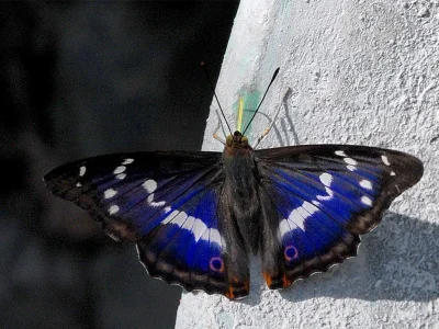 Apatura iris