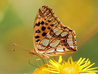 Issoria lathonia