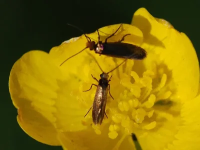 Micropterix calthella