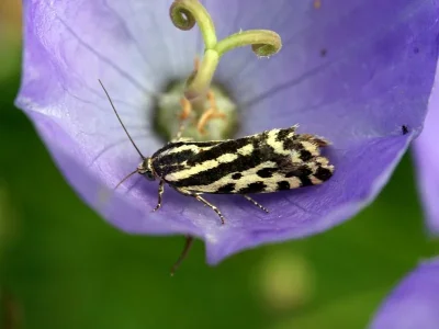 Acontia (Emmelia) trabealis