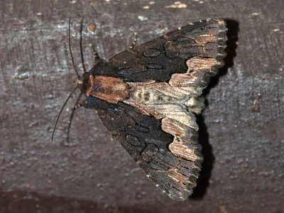 Dypterygia scabriuscula