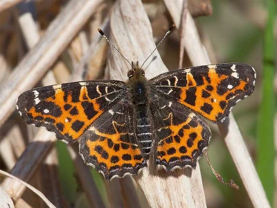 Araschnia levana