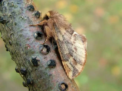Ptilophora plumigera