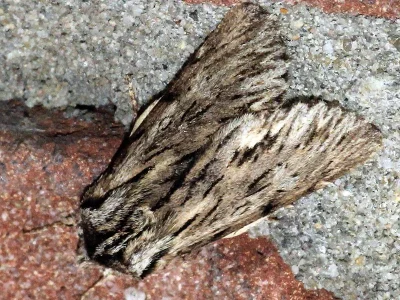 Asteroscopus sphinx