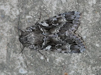 Eurois occulta