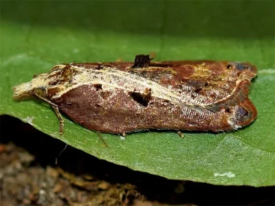 Acleris cristana