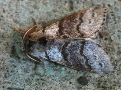Drymonia ruficornis