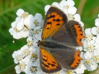 Lycaena (Lycaena) phlaeas