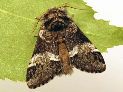 Drymonia dodonaea