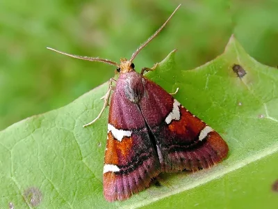 Pyralis regalis