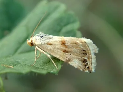 Eublemma (Eublemma) ostrina