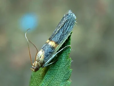 Oxybia transversella