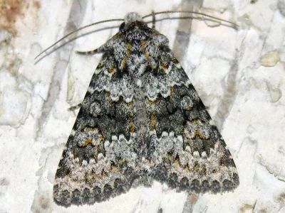 Hecatera dysodea