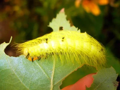 Acronicta (A.) leporina