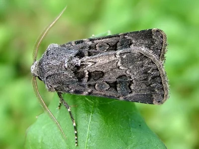 Agrotis (Agrotis) bigramma