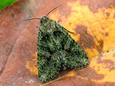 Dryobotodes (Dryobotodes) eremita