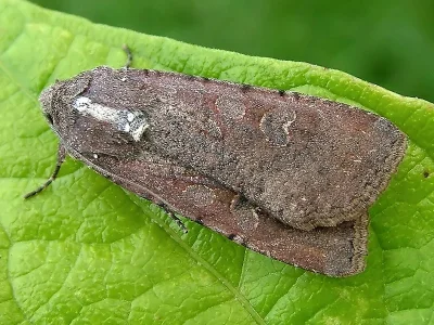 Peridroma saucia