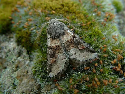 Cleoceris scoriacea